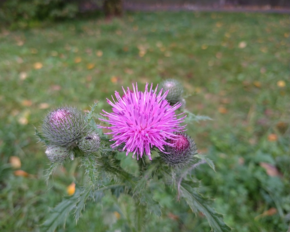 Изображение особи Carduus crispus.