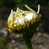 Leucanthemum vulgare. Распускающееся соцветие. Свердловская обл., окр. г. Североуральск, долина р. Оленья, опушка елового леса. 29.06.2010.