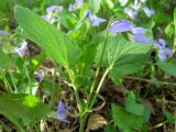 Viola &times; villaquensis