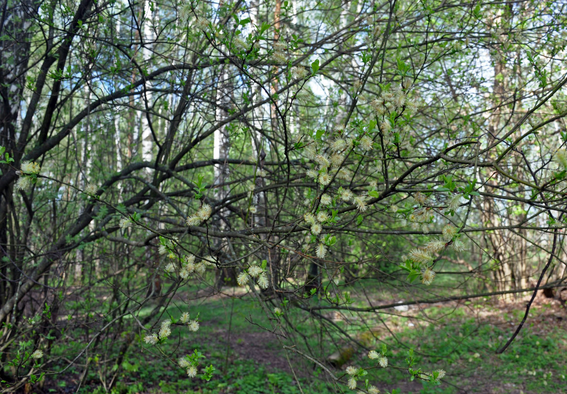 Image of Salix myrsinifolia specimen.