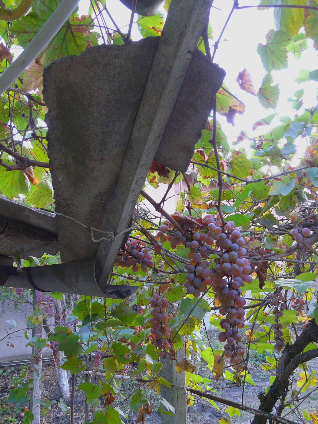 Image of Vitis vinifera specimen.