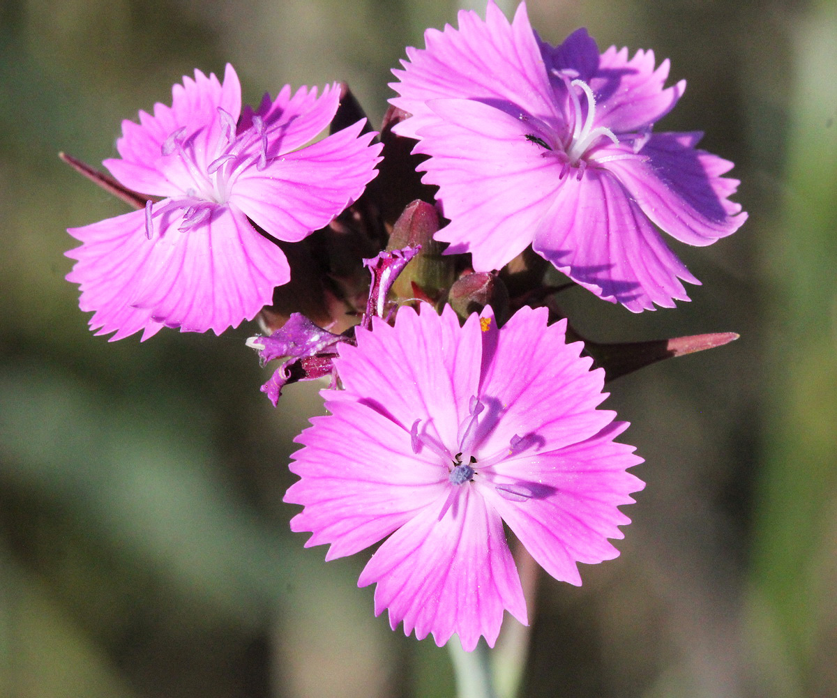 Image of Dianthus andrzejowskianus specimen.