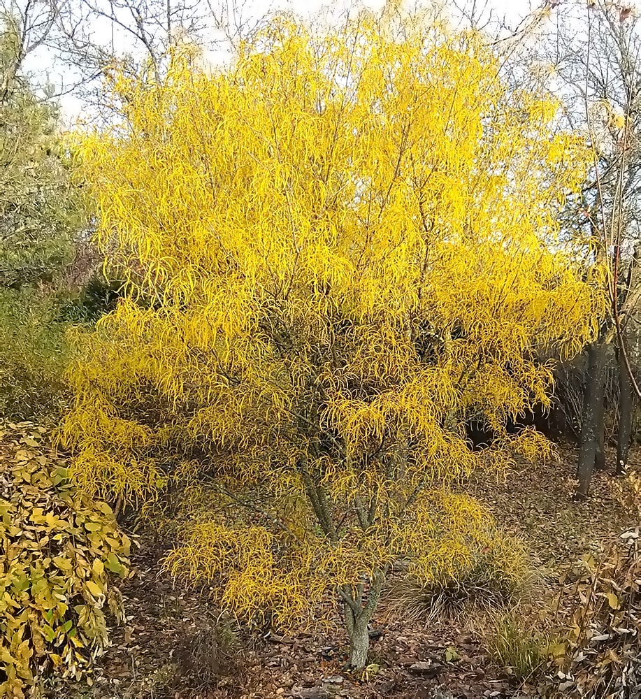 Изображение особи Frangula alnus.