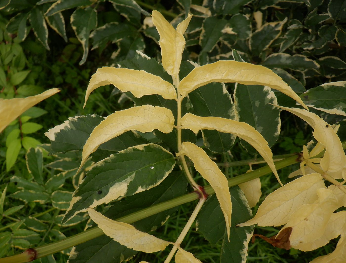 Image of Sambucus nigra specimen.