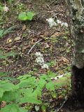Thalictrum tuberiferum. Цветущее растение в дубняке на склоне сопки. Приморский край, Ольгинский р-н, 5 км Ю-В с. Милоградово, окр. бух. Красная Скала. 12.08.2009.