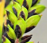 Carex augustinowiczii
