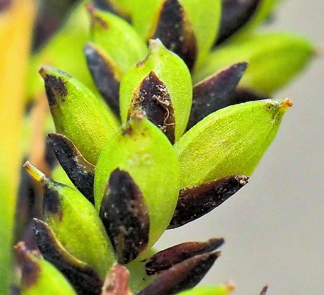 Image of Carex augustinowiczii specimen.