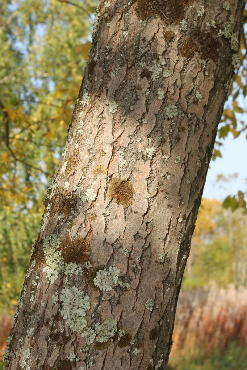 Изображение особи Salix caprea.