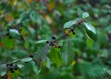 Frangula alnus