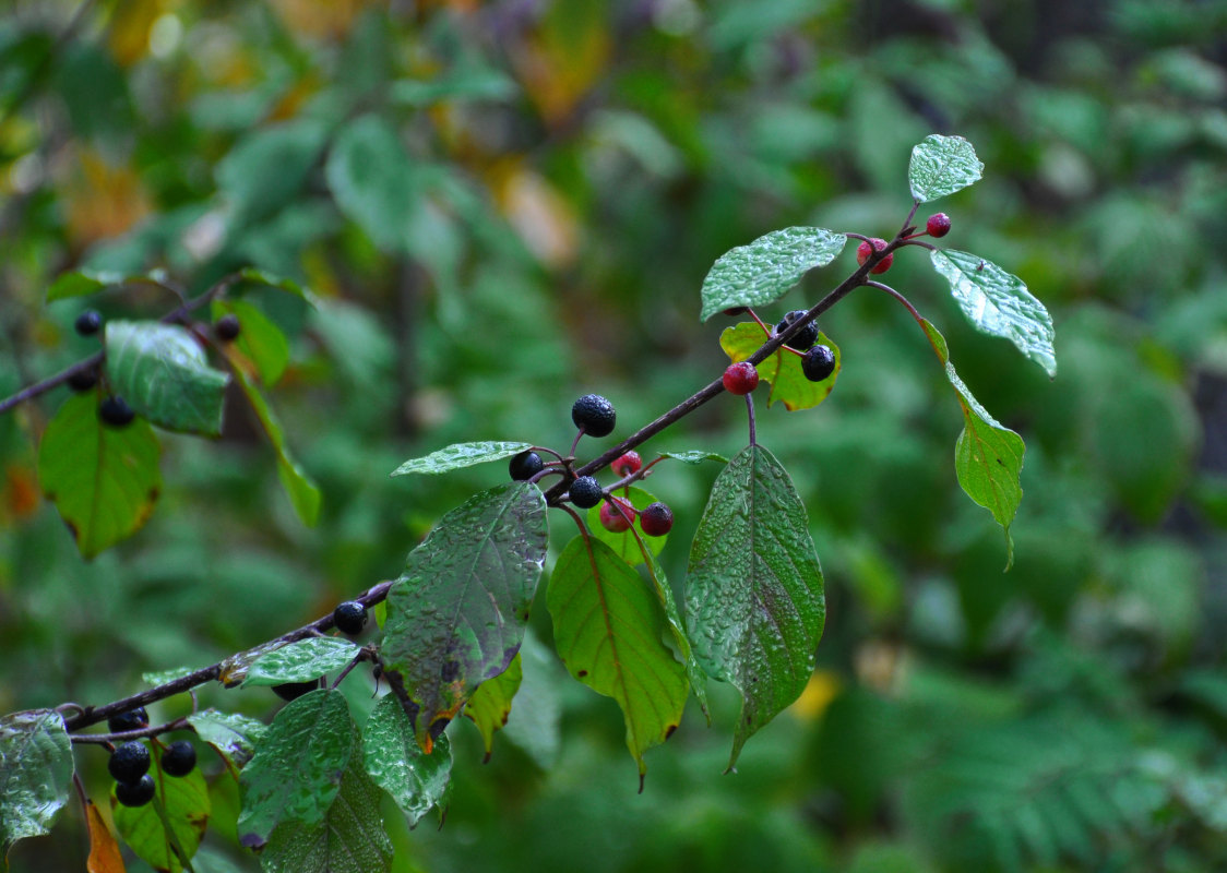 Изображение особи Frangula alnus.