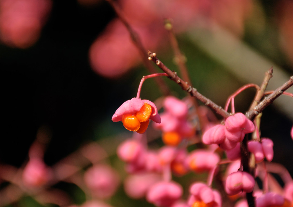 Изображение особи Euonymus europaeus.