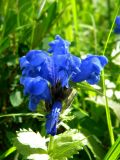 Dracocephalum grandiflorum