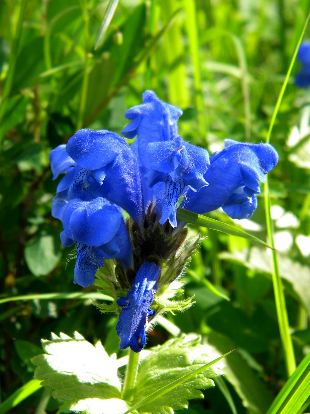 Image of Dracocephalum grandiflorum specimen.