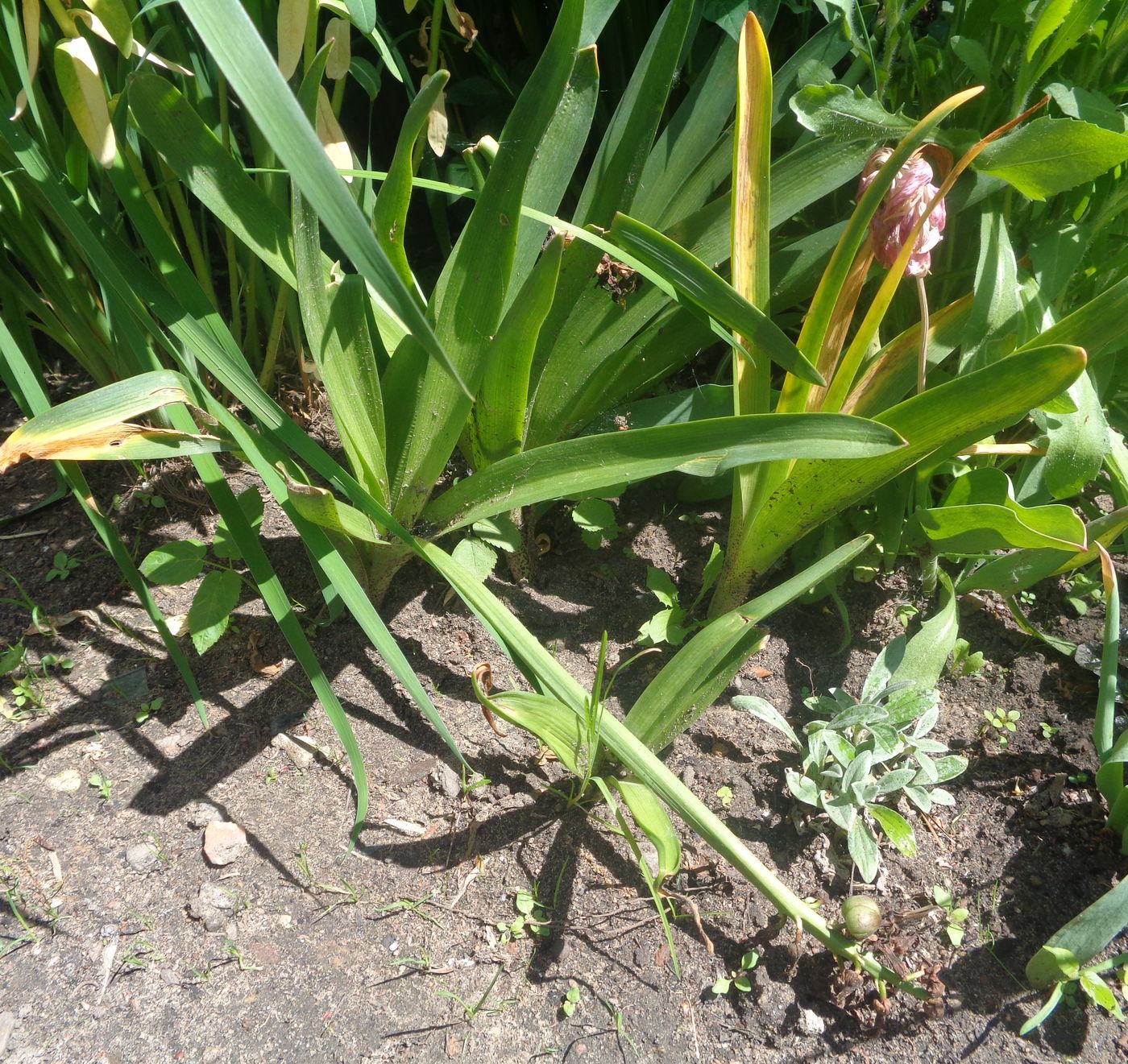 Image of Hyacinthus orientalis specimen.