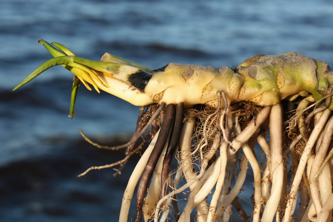 Image of Nuphar lutea specimen.