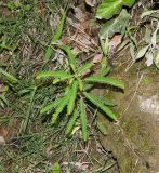 Phyllanthus niruri