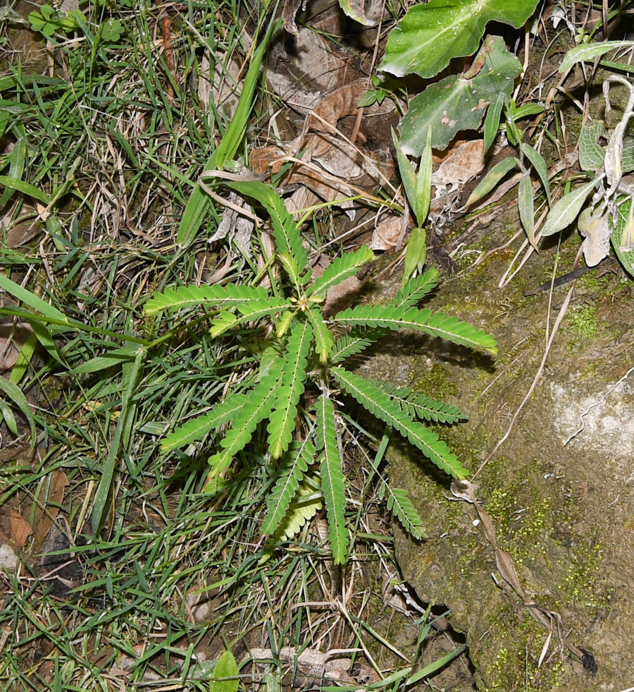 Image of Phyllanthus niruri specimen.