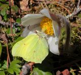 Pulsatilla vernalis