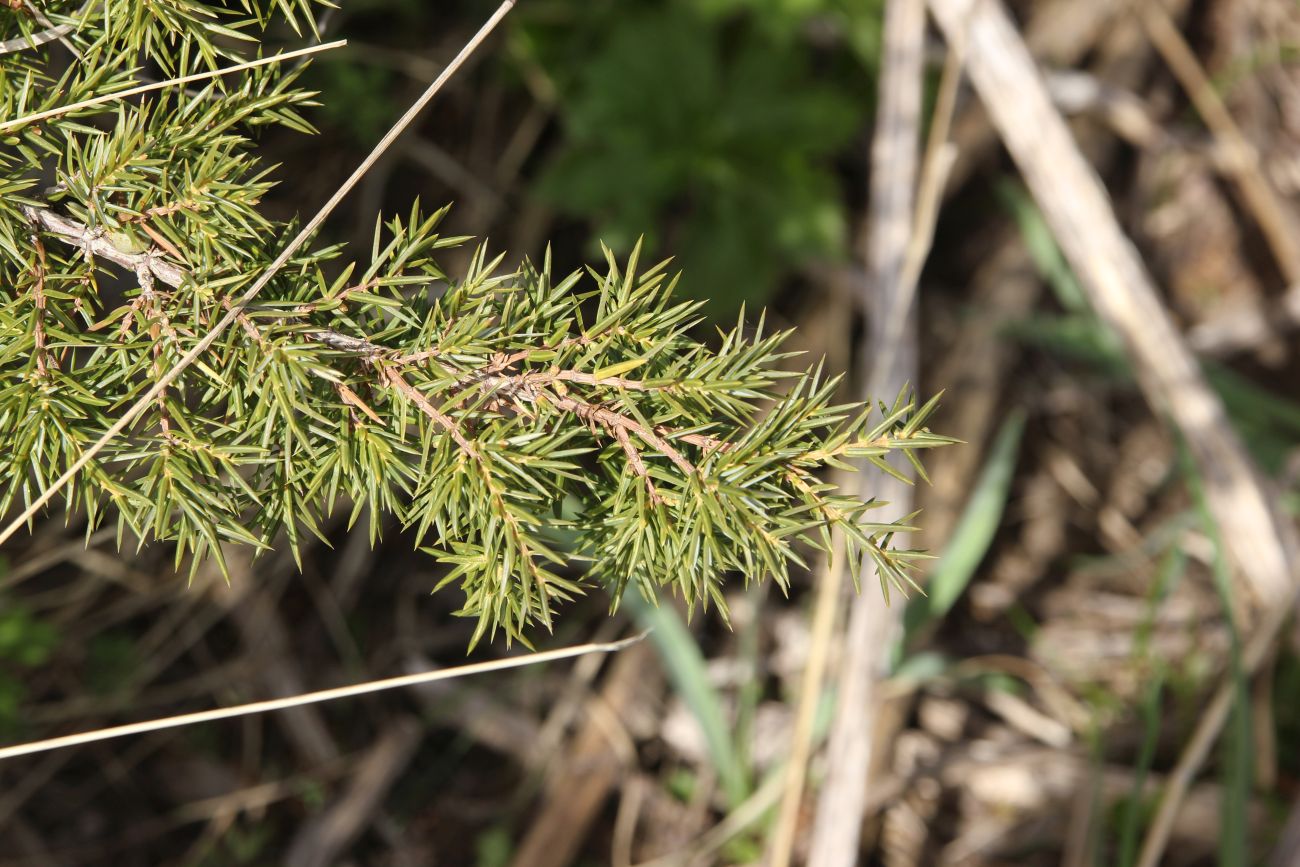 Image of Juniperus hemisphaerica specimen.