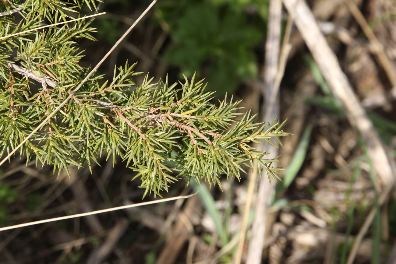 Изображение особи Juniperus hemisphaerica.