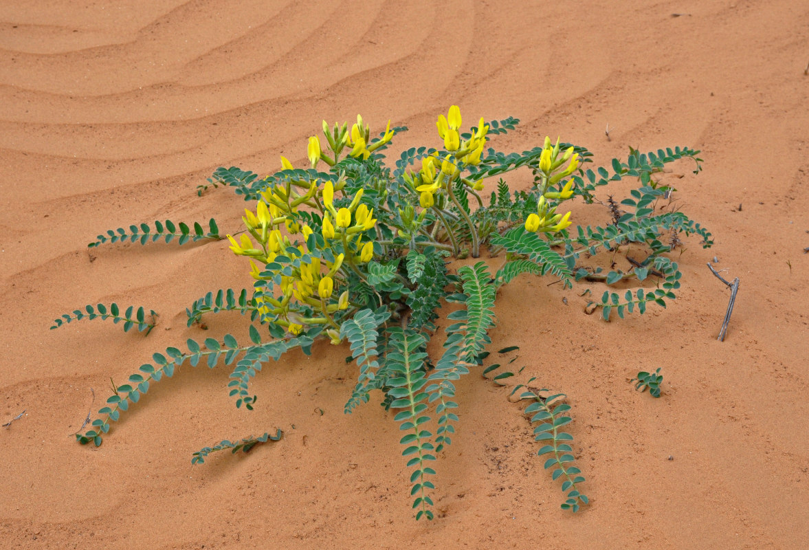 Image of Astragalus longipetalus specimen.