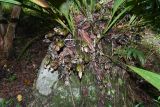Sudamerlycaste ciliata. Нижняя часть вегетирующего растения. Перу, регион Куско, провинция Урубамба, окр. г. Machupicchu, ботанический сад \"Jardines de Mandor\". 20.10.2019.