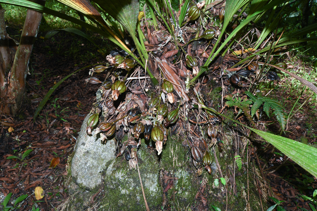 Image of Sudamerlycaste ciliata specimen.