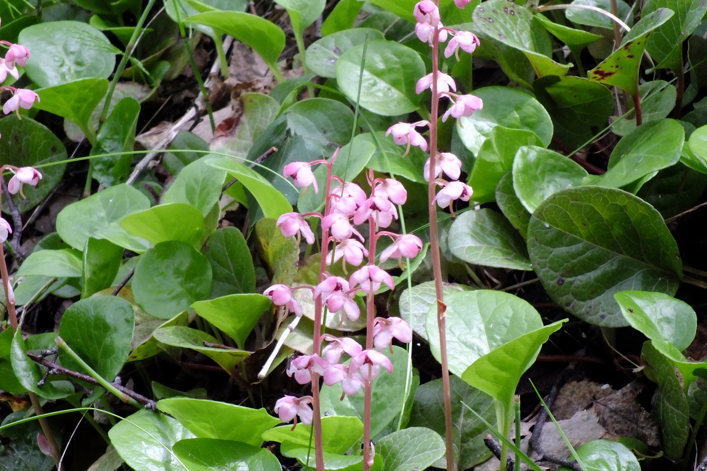 Image of Pyrola incarnata specimen.