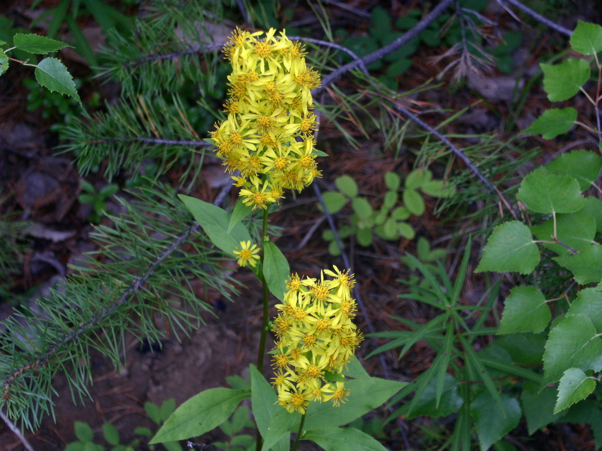 Image of Solidago virgaurea ssp. dahurica specimen.