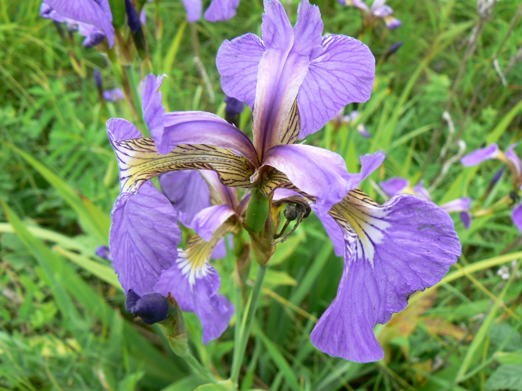 Image of Iris setosa specimen.