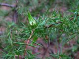 Juniperus communis