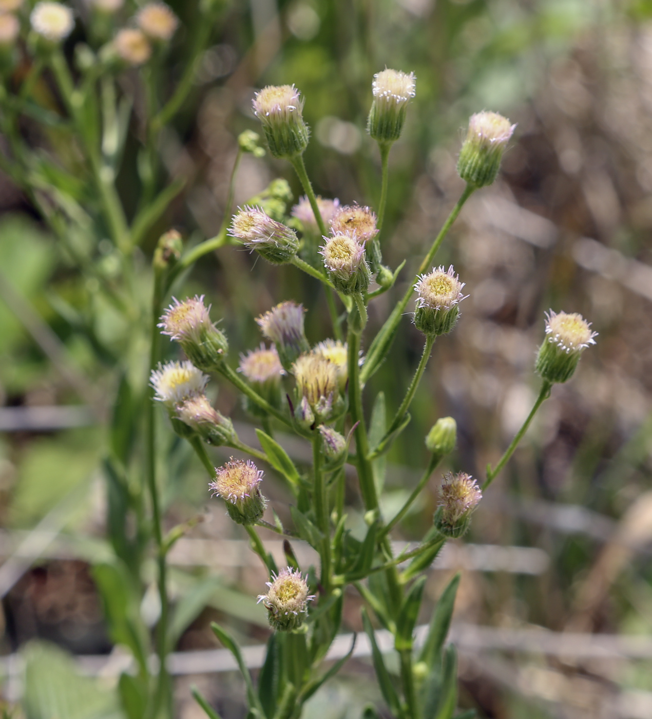 Image of Erigeron acris specimen.