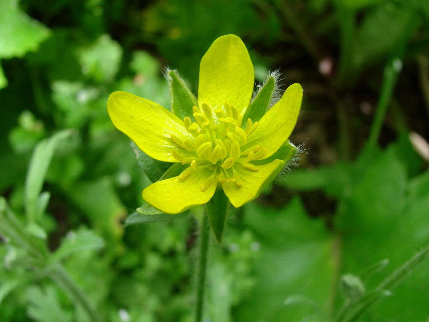 Изображение особи Ranunculus oxyspermus.