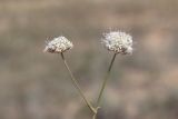 Gypsophila pallasii. Верхушки побегов с соцветиями. Крым, Севастополь, нарушенная петрофитная степь. 22.08.2021.
