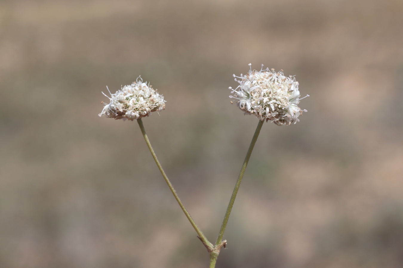 Image of Gypsophila pallasii specimen.