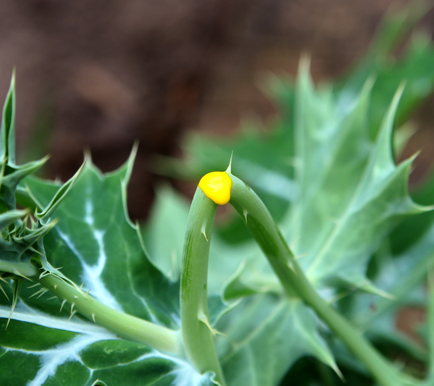 Изображение особи Argemone ochroleuca.