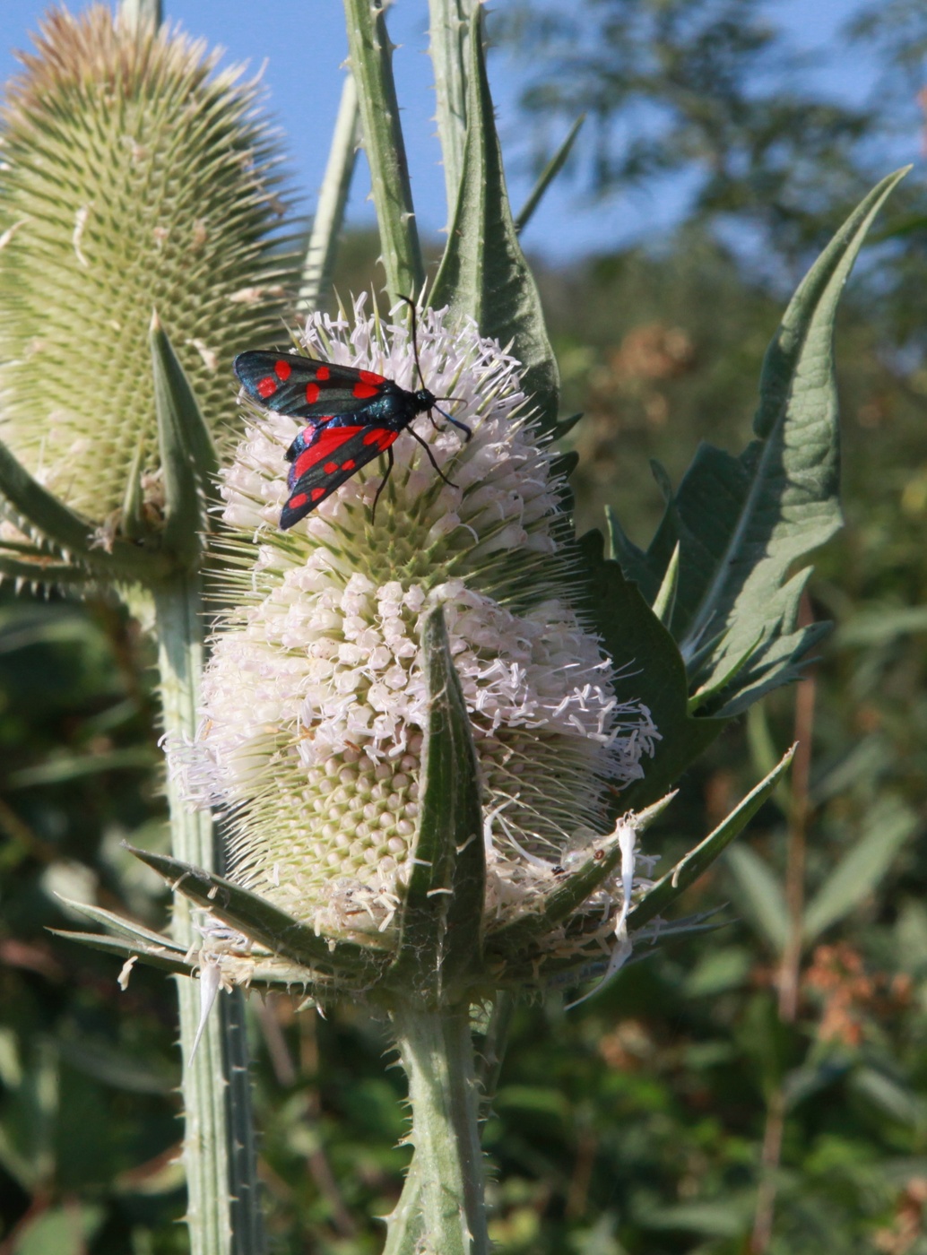 Изображение особи Dipsacus laciniatus.