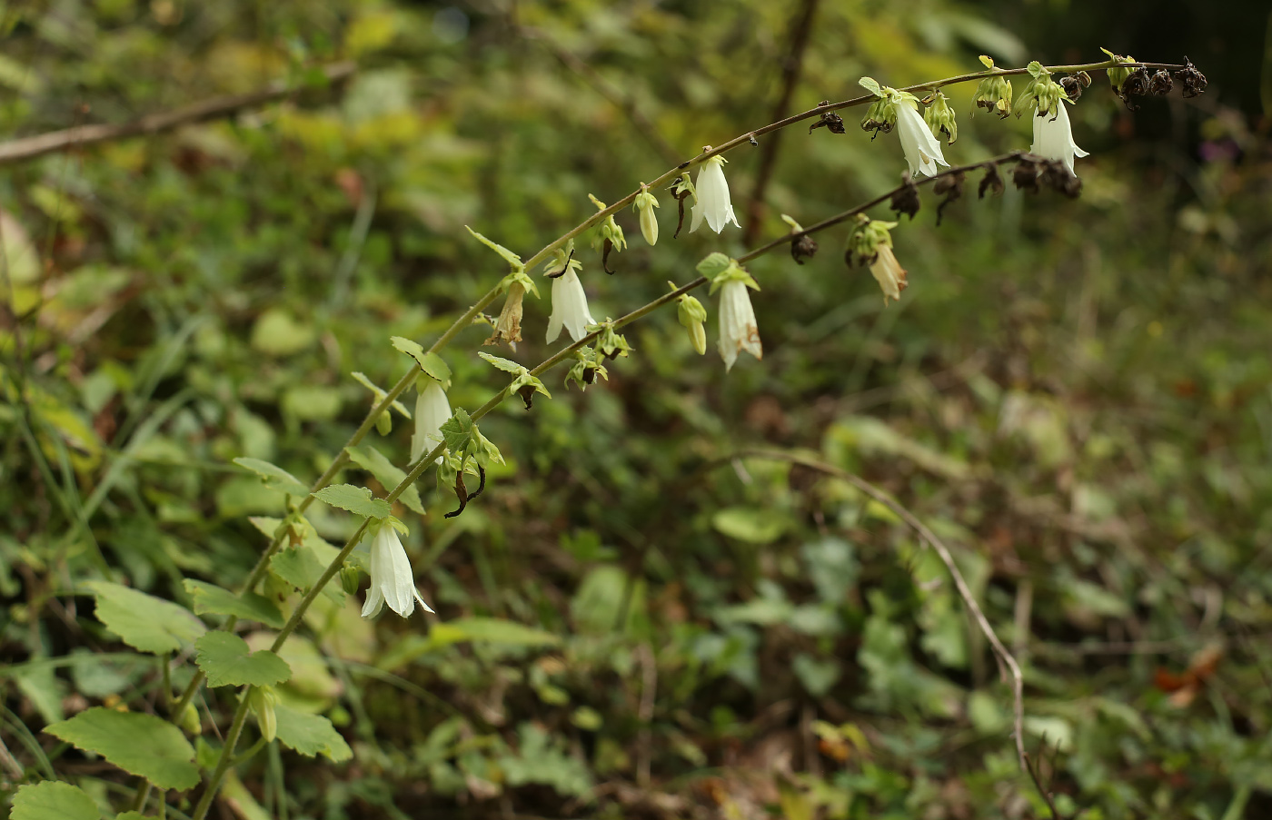 Изображение особи Campanula alliariifolia.