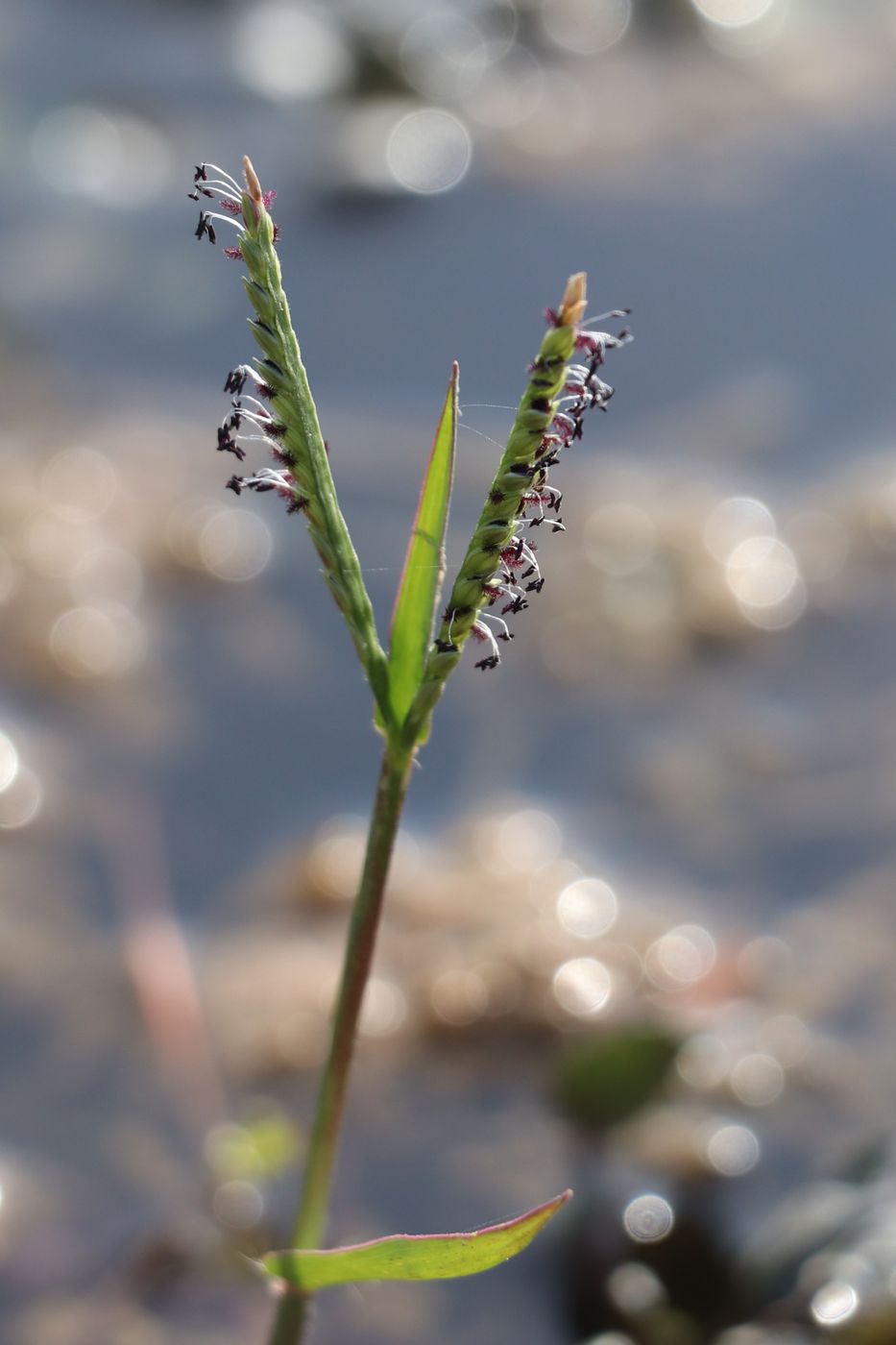 Image of Paspalum paspalodes specimen.