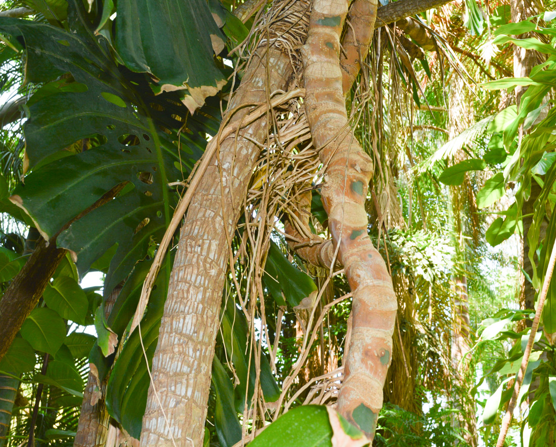 Изображение особи Monstera deliciosa.