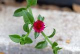 Aptenia × vascosilvae. Часть веточки с цветком. Израиль, г. Бат-Ям, в культуре. 09.11.2021.