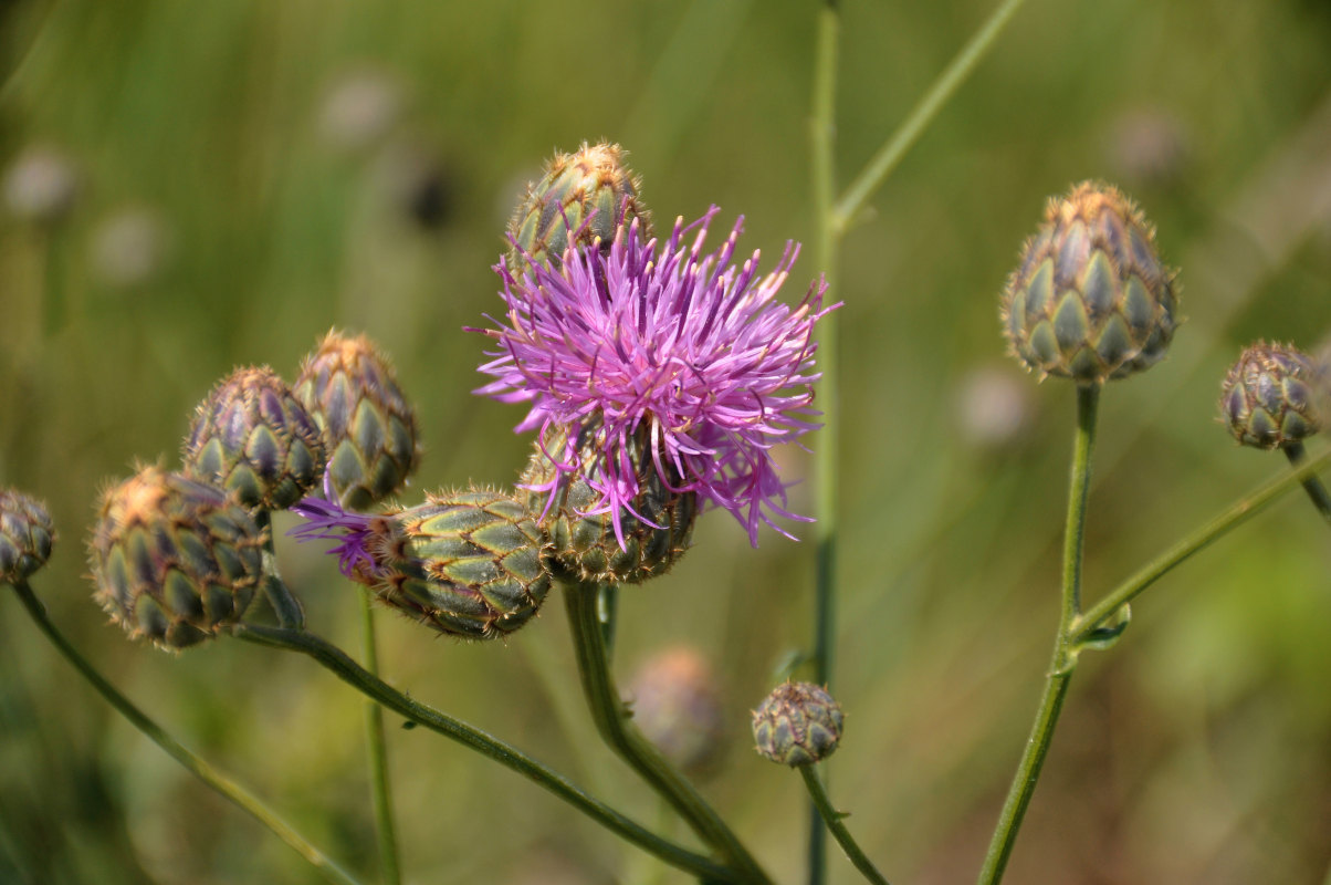 Изображение особи Centaurea scabiosa.