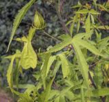 Hibiscus × hybridus. Бутон и листья. Москва, Воробьёвы горы, Ботанический сад МГУ, в культуре. 01.09.2021.