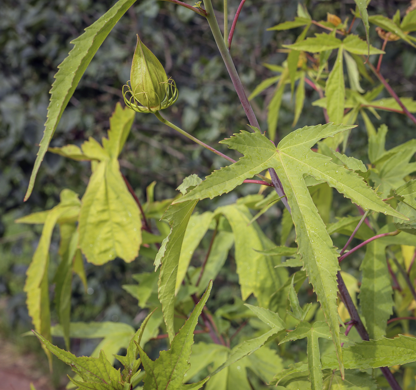 Image of Hibiscus &times; hybridus specimen.