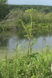 Heracleum sibiricum