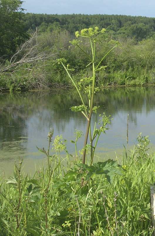 Image of Heracleum sibiricum specimen.