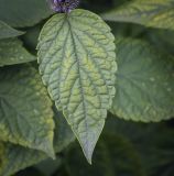 Agastache rugosa