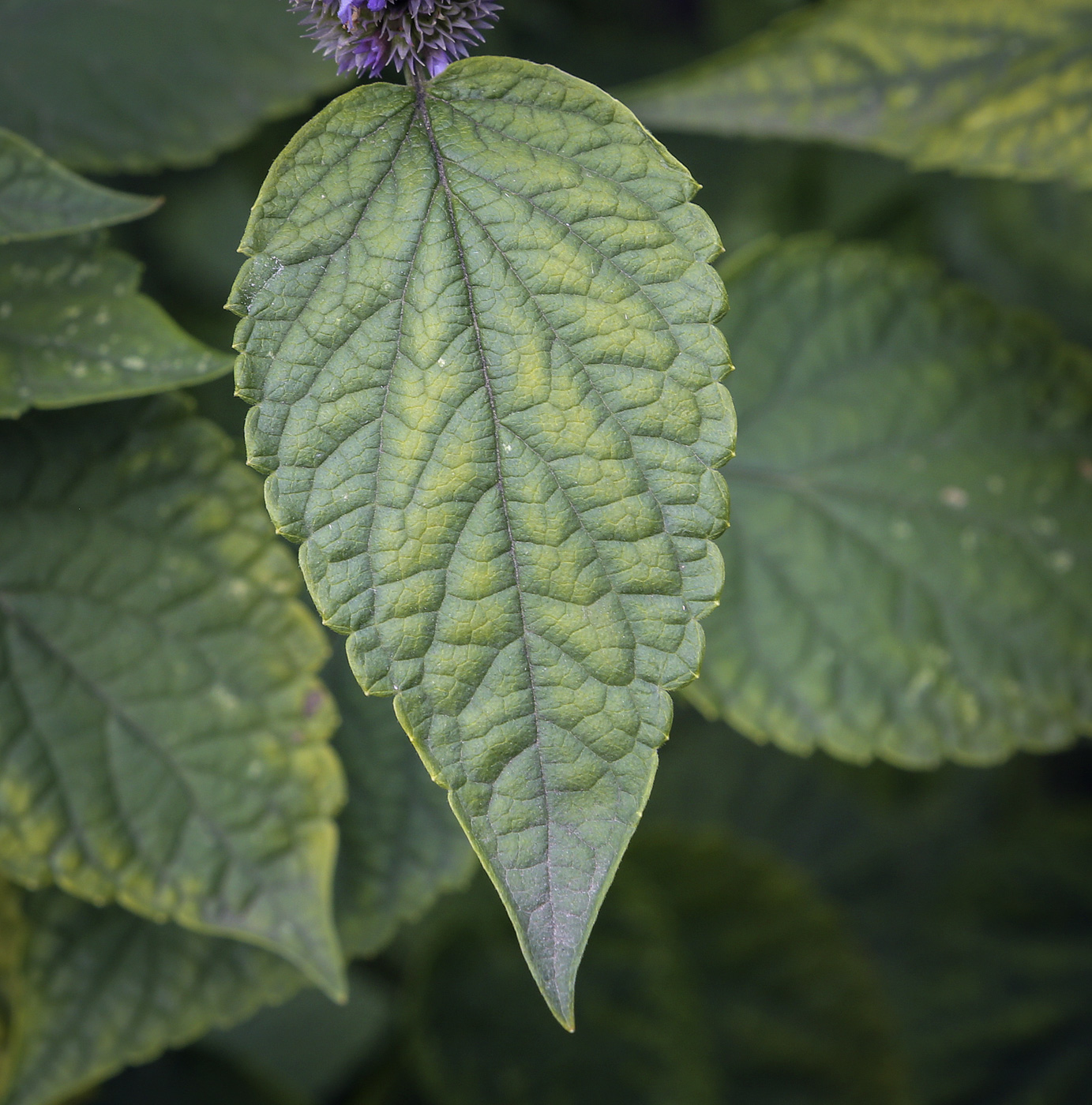 Изображение особи Agastache rugosa.