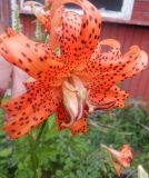 Lilium lancifolium. Цветок в начале цветения ('Flore Pleno'). Тверская обл., Весьегонск, в культуре. 2 августа 2021 г.