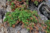 Juniperus conferta. Верхушка ветви. Приморье, Партизанский р-н, мыс Лапласа, на скале. 08.08.2021.